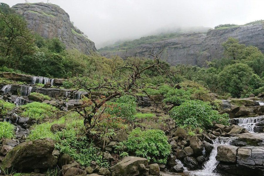 Aadrai Jungle Trek from Pune