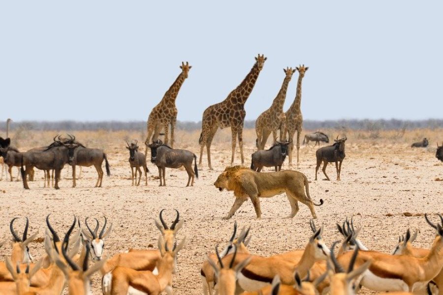 Kenya Wildlife Safari Tour