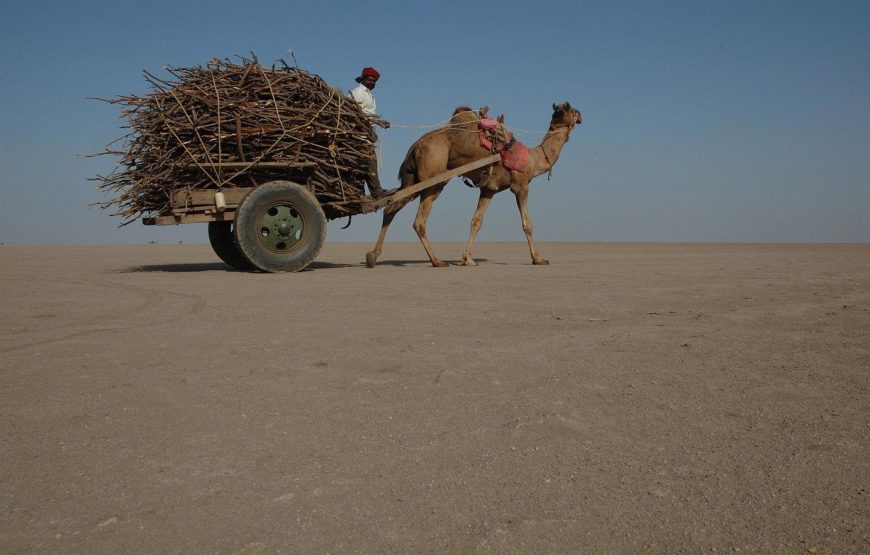 Rann of Kutch – Holi Special