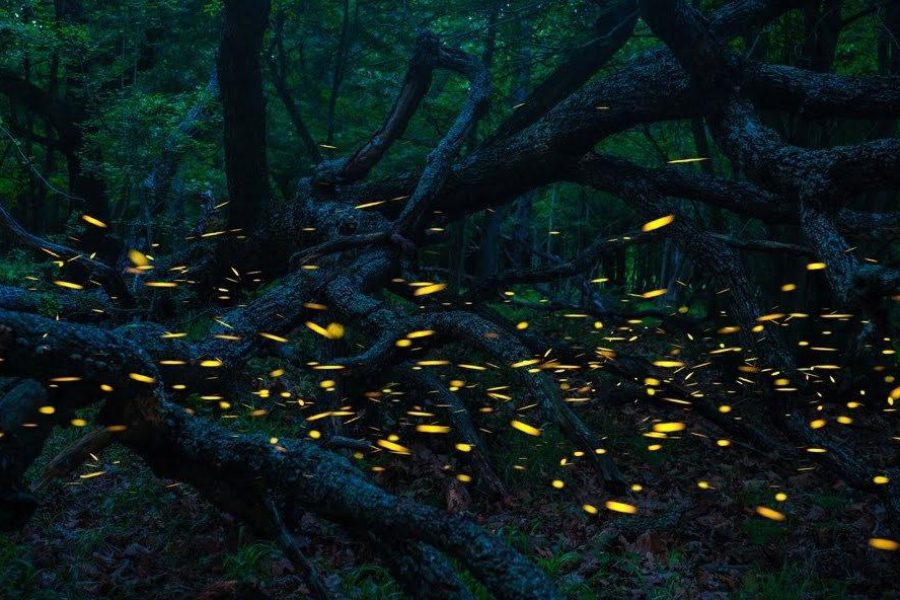 Fireflies Special Lake Side Camping Near Lonavala