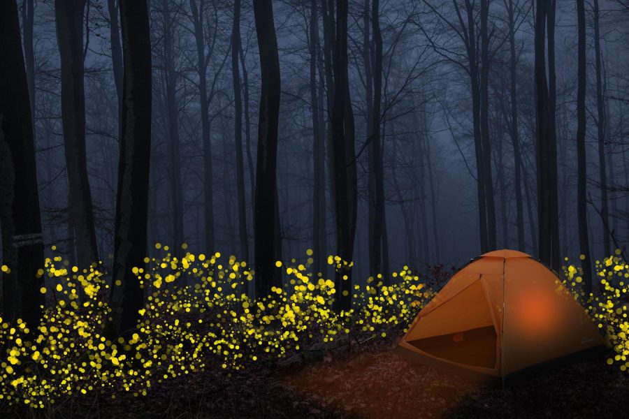 Prabalmachi Fireflies Special Trek & Camping