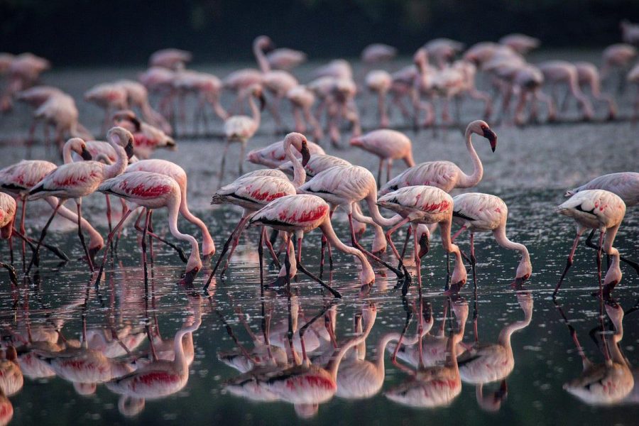 Flamingo Boat Safari at Bhandup Mangroves