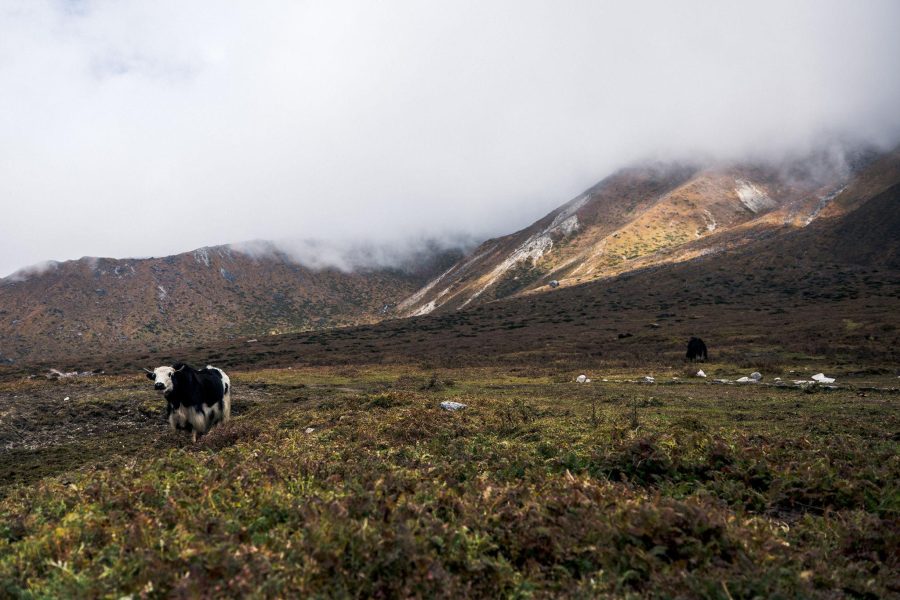 Goechala Trek