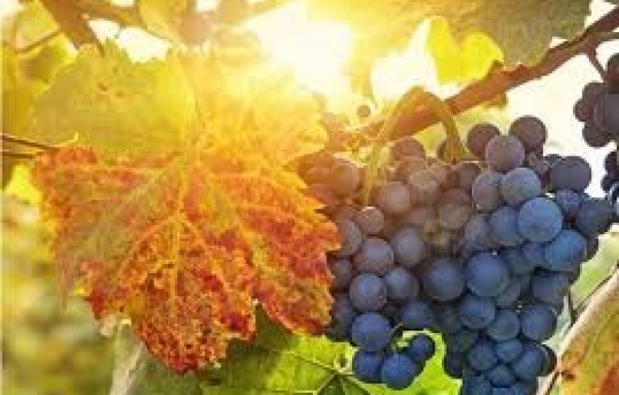 Sula Vineyards Tour