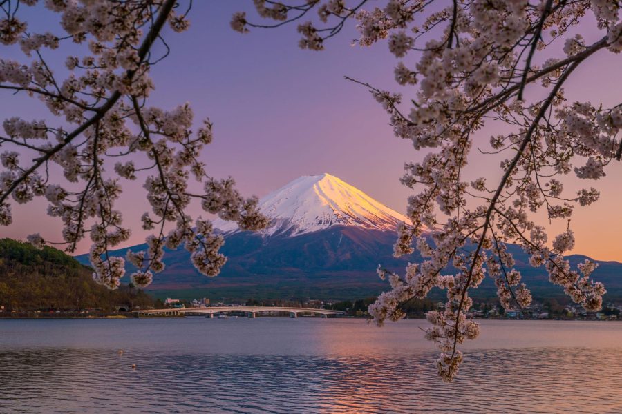 Cherry Blossom Special Japan Backpacking Tour