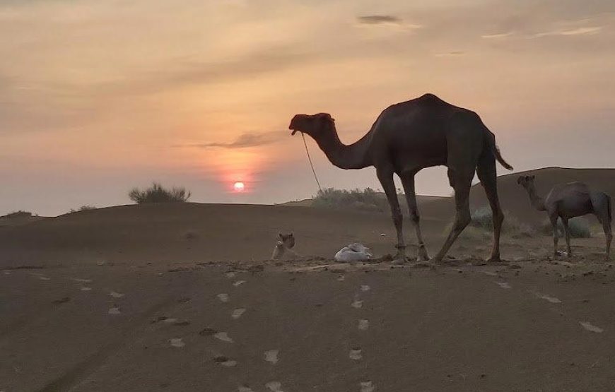Jaisalmer Desert Safari Tour