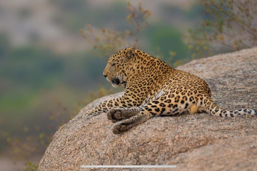 Jawai and Kumbhalgarh Luxury Tour