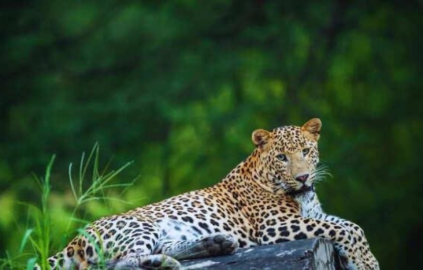 Jawai and Kumbhalgarh Luxury Tour