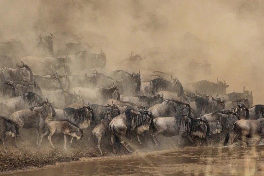 Kenya Safari Migration Special