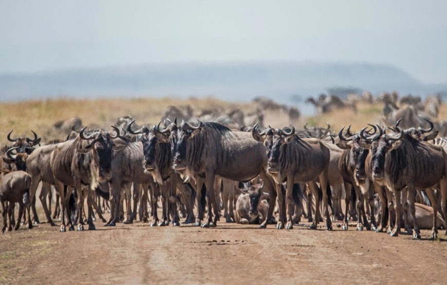 Kenya Safari Migration Special