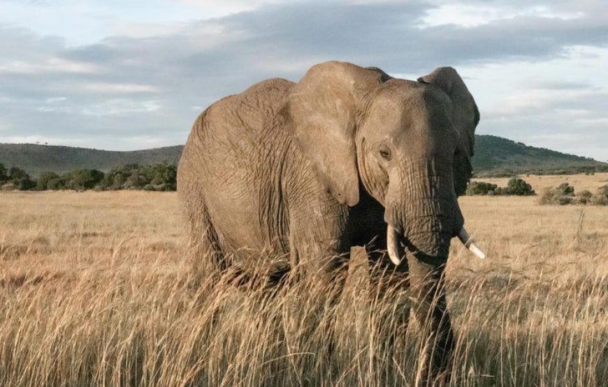 Kenya Safari Migration Special