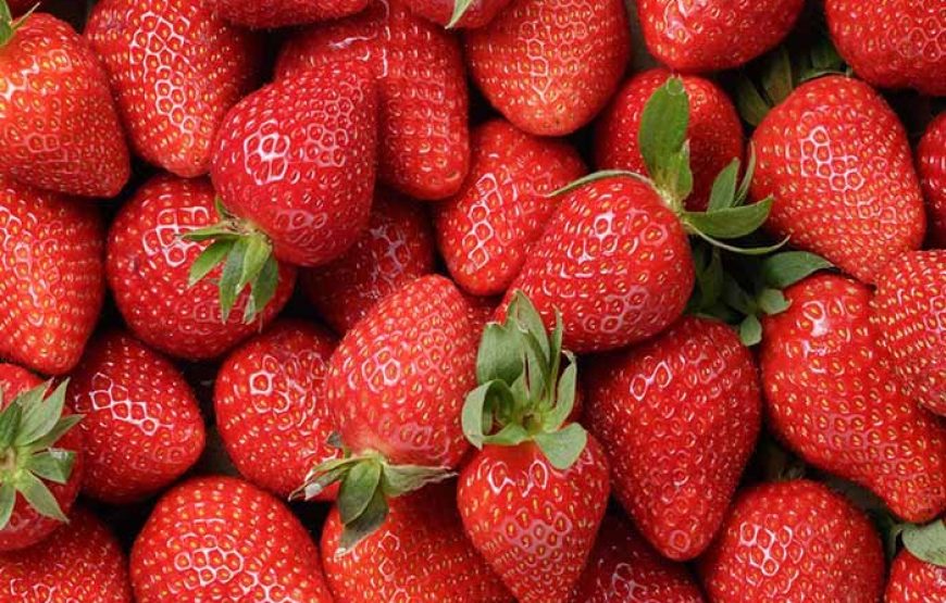 Strawberry Farm Tour Near Mahabaleshwar