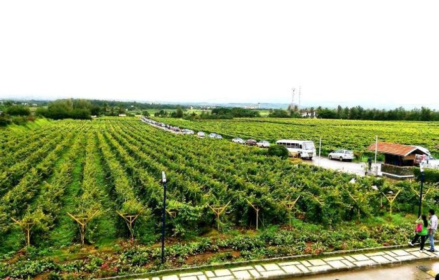 Sula Vineyards Tour