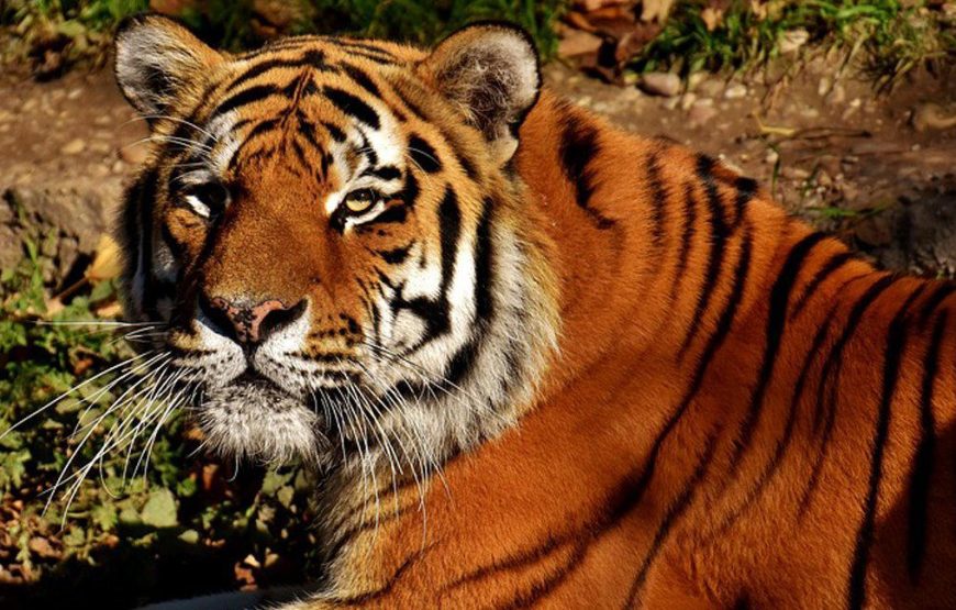 Tadoba Wildlife Jungle Safari