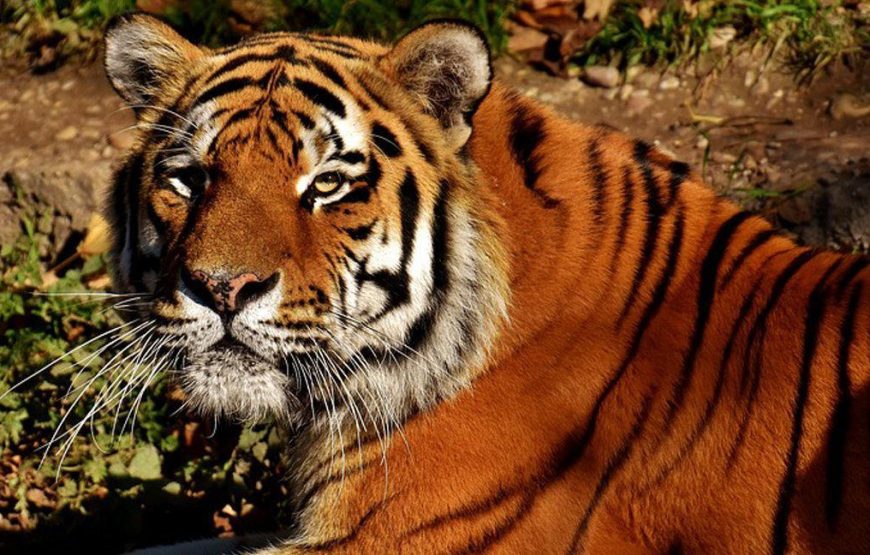 Tadoba Wildlife Jungle Safari – Core Zone Special