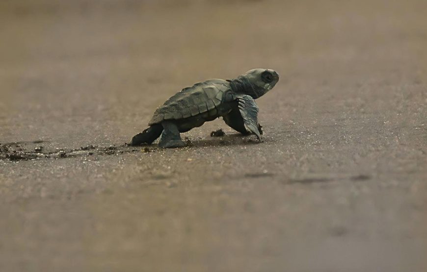 Velas Turtle Festival Tour 2026 From Mumbai