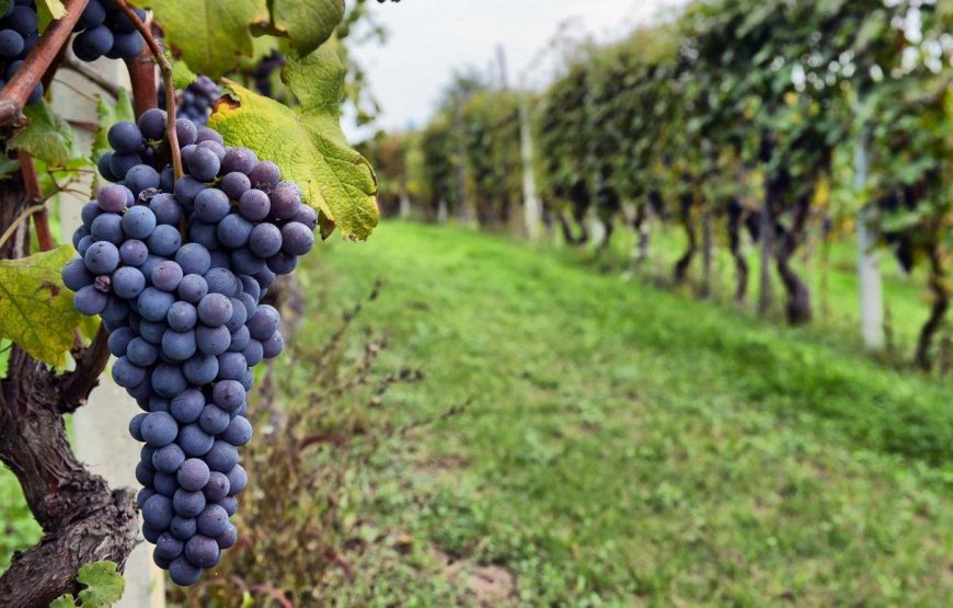Sula Vineyards Tour